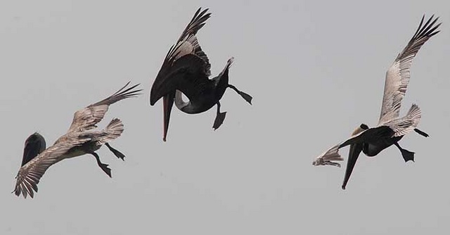 brown pelicans 2