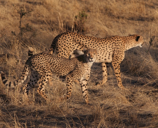 Mother and young cheetah in Tarangire National Park, Tanzania