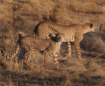 Mother and young cheetah in Tarangire National Park, Tanzania