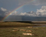Lions sleeping under rainbow at Ngorongoro Crater, Tanzania