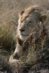 Male lion in grass at Ngorongoro Crater, Tanzania
