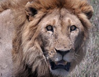 Highlight for Album: Lions and Cheetahs