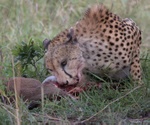 Cheetah eating in Maasai Mara, Kenya