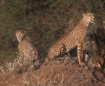 Mother and young cheetah in Tarangire National Park, Tanzania