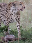 Cheetah with lunch in Maasai Mara, Kenya