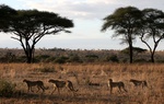 cheetahs on plains in Tarangire National Park