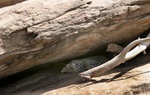 Leopard sleeping in rocks in Tarangire National Park