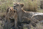 lion and cub