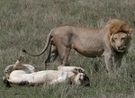 lion courtship Serengeti National Park, Tanzania