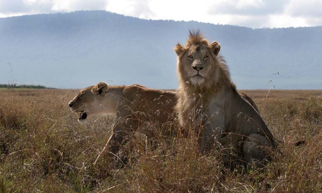 lion couple at Ngorongoro Crater