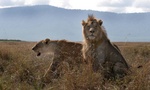 lion couple at Ngorongoro Crater