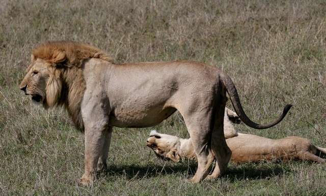 lion courtship Serengeti National Park, Tanzania