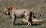lion courtship Serengeti National Park, Tanzania