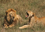 lion courtship Serengeti National Park, Tanzania