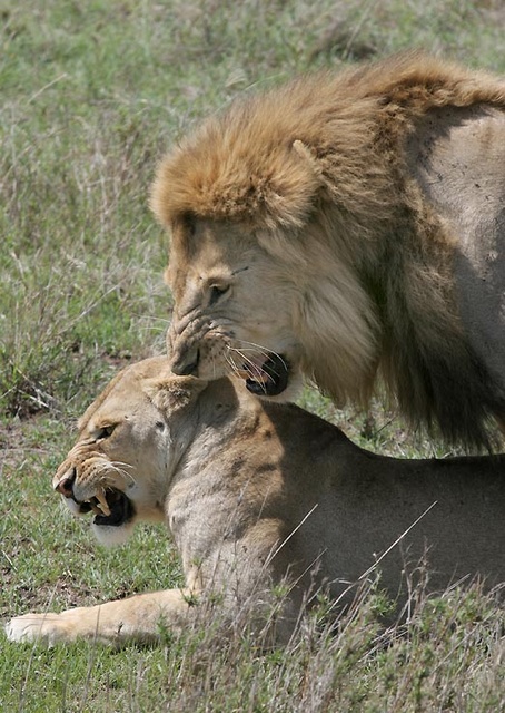 lion courtship Serengeti National Park, Tanzania