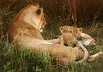 lion family at Masai Mara, Kenya