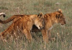 lion cubs at Masai Mara, Kenya