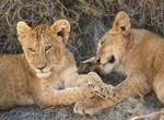 lion cubs at Masai Mara, Kenya