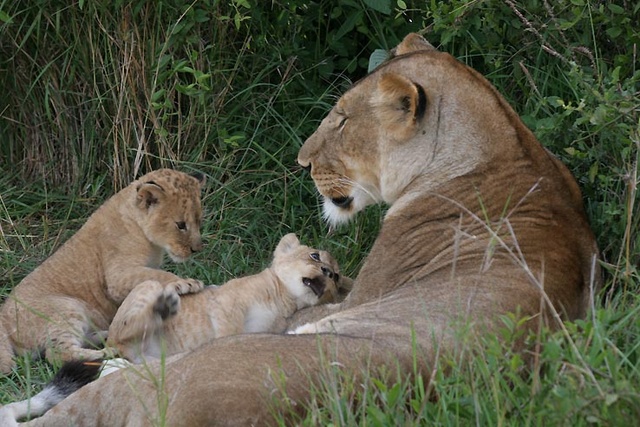 lion family at Masai Mara, Kenya