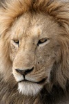 lion male at Ngorongoro Crater, Tanzania