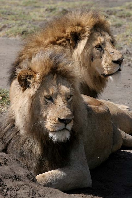 lion males at Ngorongoro Crater