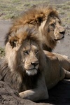 lion males at Ngorongoro Crater