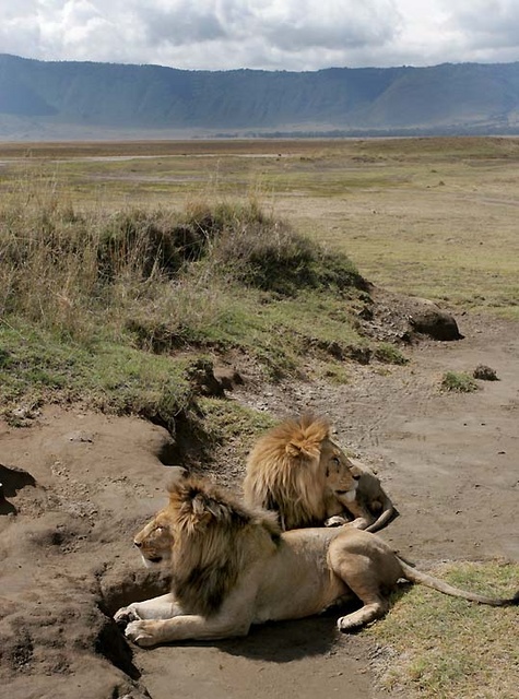 Male lions resting at Ngorongoro Crater