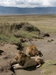 Male lions resting at Ngorongoro Crater