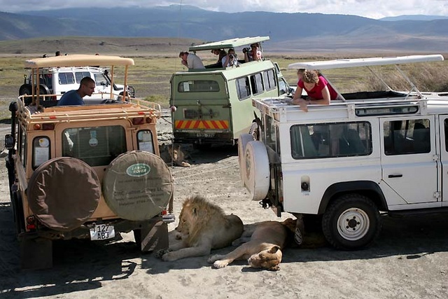 lions in shade of Tour cars at Ngorongoro Crater, Tanzania