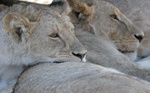 sleeping lions at Ngorongoro Crater