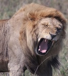 Lion yawning in the Serengeti National Park, Tanzania
