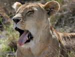 tired lion at Ngorongoro Crater, Tanzania