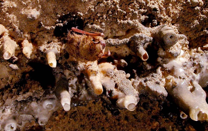 Bat in cave 1