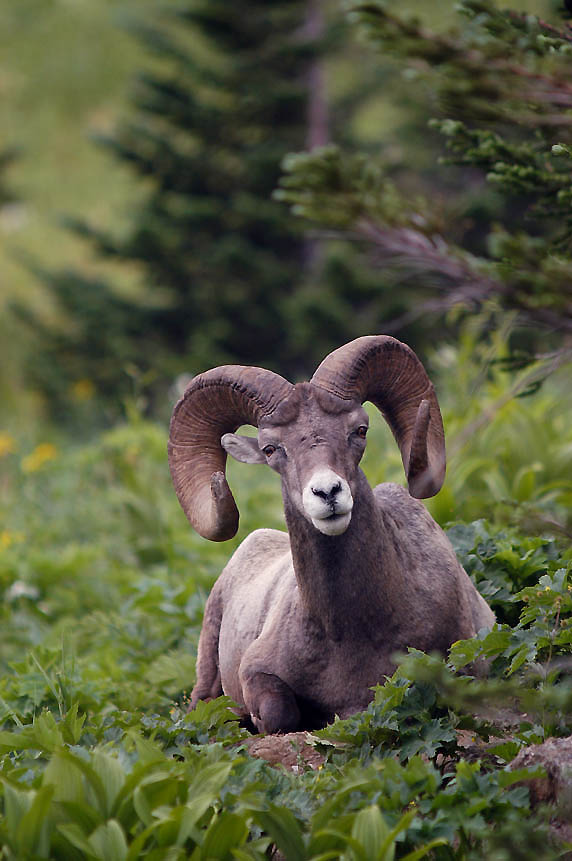 http://www.tomuphoto.com/albums/mammals/Big_horn_sheep_ram.jpg