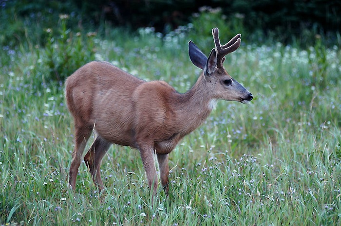 Black tailed deer