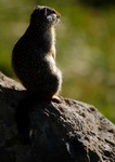 Columbian ground squirrel 1