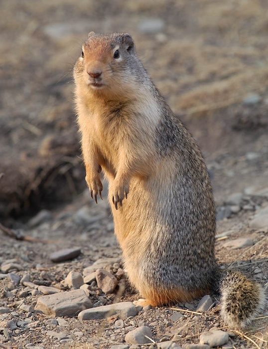 Columbian ground squirrel 1