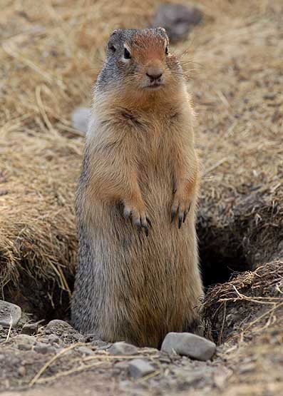 Columbian Ground Squirrel