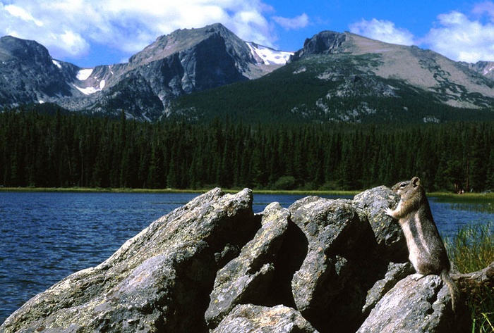 Golden mantled ground squirrel, Colorado