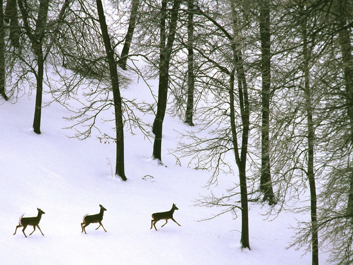 Slideshow for album :: Mammals Slideshow for album :: Mammals