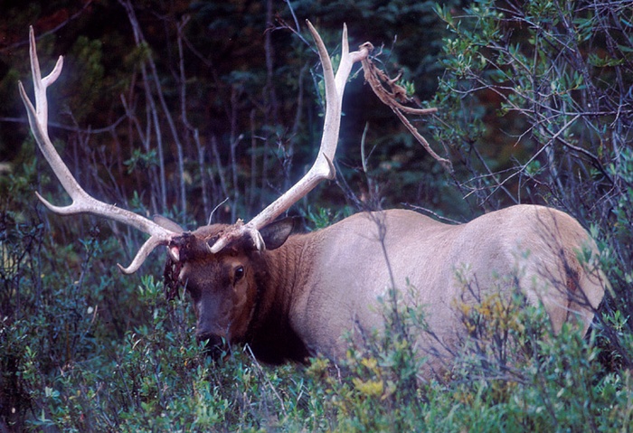 Bull elk