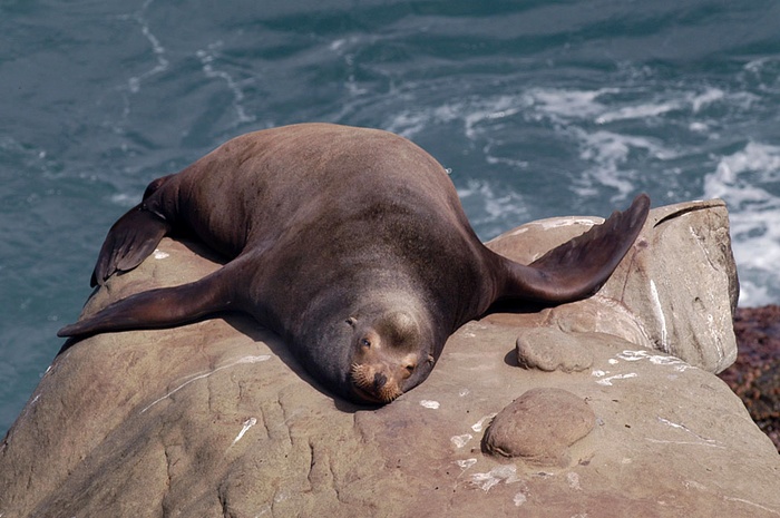 Sealion sleeping on rock