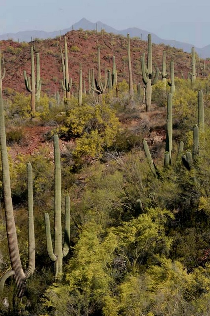 Palo verde flowering
