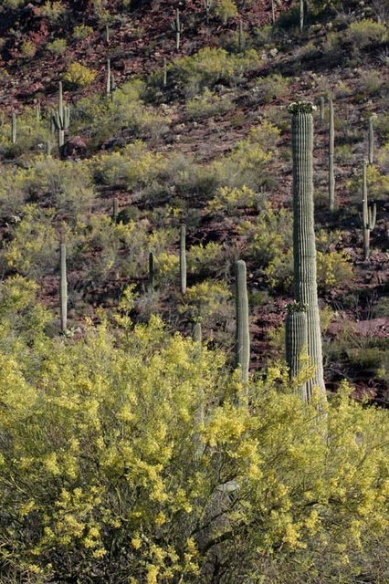 Palo verde flowering 2