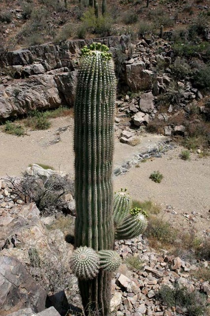 Saguaro and Kings Canyon