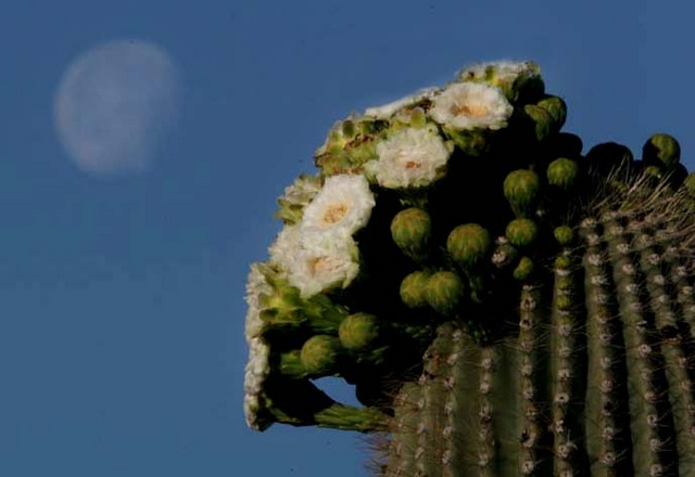 Saguaro and moon 2
