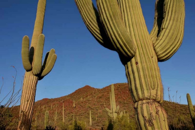 Saguaro at sunset