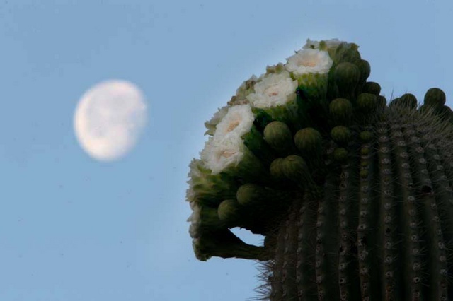 Saguaro flowering and moon