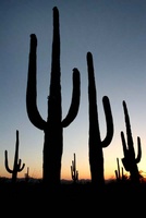 Highlight for Album: Sonoran desert scenics.  Saguaro cacti and sunsets