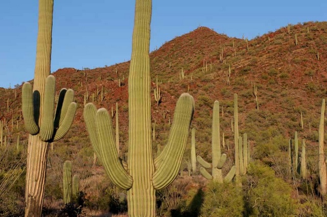 Saguaros in desert